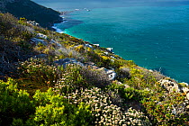 View from Cape Point, down plant-rich slope and out to sea. Cape Peninsular, South Africa, July 2010