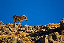 Walia ibex (Capra walie) on rocks, Simien Mountains, Ethiopia, Feb 2010