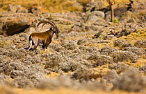 Walia ibex (Capra walie), Simien Mountains, Ethiopia, Feb 2010