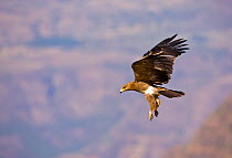 Tawny eagle (Aquila rapax) in flight. Simien Mountains, Ethiopia, Feb 2010
