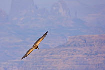 Indian white backed vulture (Gyps bengalensis) in flight. Simien Mountains, Ethiopia, Feb 2010