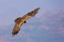 Bearded vulture (Gypaetus barbatus) in flight. Simien Mountains, Ethiopia, Feb 2010