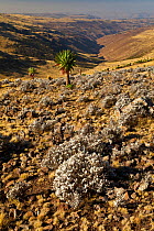 Giant lobelia (Lobelia rynchopetalum) standing in a landscape in the Chennek region, Simian Mountains, Ethiopia, Feb 2010