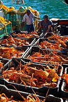 Catch of lobsters being unloaded in the fishing village of Kalk Bay, False Bay, South Africa