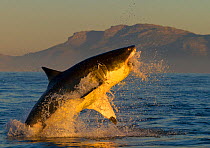 Great white shark (Carcharodon carcharias) leaping out of the water. False Bay, South Africa, July 2010