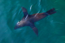 South African fur seal (Arctocephalus pusillus pusillus) swimming near surface, Seal Island. False Bay, South Africa, July 2010