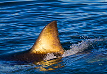 Great white shark (Carcharodon carcharias) with dorsal fin showing above water. False Bay, South Africa, July 2010