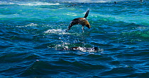 South African fur seal (Arctocephalus pusillus pusillus) leaping out of the water near Seal Island. False Bay, South Africa, July 2010