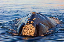 Southern right whale (Eubalaena australis / Balaena glacialis australis) cresting. Valdes Peninsula, Patagonia, Argentina, Oct 2008