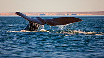 Southern right whale (Eubalaena australis / Balaena glacialis australis) tail fluke, diving, Valdes Peninsula, Patagonia, Argentina, Oct 2008