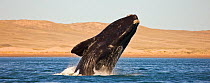 Southern right whale (Eubalaena australis / Balaena glacialis australis)breaching. Valdes Peninsula, Patagonia, Argentina, Oct 2008