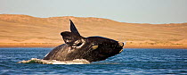 Southern right whale (Eubalaena australis / Balaena glacialis australis)breaching. Valdes Peninsula, Patagonia, Argentina, Oct 2008