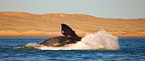 Southern right whale (Eubalaena australis / Balaena glacialis australis) breaching. Valdes Peninsula, Patagonia, Argentina, Oct 2008