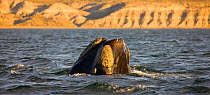 Southern right whale (Eubalaena australis / Balaena glacialis australis) spy hopping. Valdes Peninsula, Patagonia, Argentina, Oct 2008