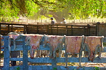 Sheep skins (Ovis aries) hanging on a fence on a ranch near Camarones, Patagonia, Argentina, Nov 2008