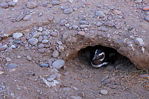 Magellanic penguin (Spheniscus magellanicus) in its nesting burrow. Patagonia, Argentina