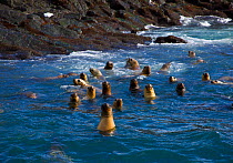Group of South American fur seals (Arctocephalus australis) swimming near the rocky shore. Puerto Deseado, Patagonia, Argentina, March 2008