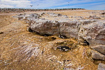 Magellanic penguins (Spheniscus magellanicus) in their nesting burrows under a rock, with a Blue eyed cormorant colony (Phalacrocorax atriceps) in the background. Patagonia, Argentina, March 2008
