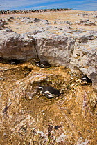 Magellanic penguins (Spheniscus magellanicus) in their nesting burrows under a rock, with a Blue eyed cormorant colony (Phalacrocorax atriceps) in the background. Patagonia, Argentina, March 2008
