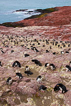 Group of Rockhopper penguins (Eudyptes chrysocome) on Penguin Island. Puerto Deseado, Patagonia, Argentina, Nov 2008