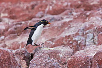 Rockhopper penguin (Eudyptes chrysocome) hopping from rock to rock. Penguin Island, Puerto Deseado, Patagonia, Argentina, Nov 2008