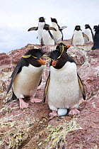 Pair of Rockhopper penguins (Eudyptes chrysocome) with egg, with a group of penguins in the background. Penguin Island, Puerto Deseado, Patagonia, Argentina, Nov 2008