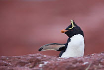 Rockhopper penguins (Eudyptes chrysocome) in an elegant pose with wing outstretched. Penguin Island, Puerto Deseado, Patagonia, Argentina, Nov 2008