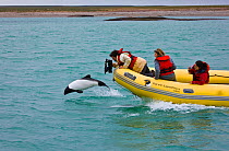 Cameraman filming a Piebald / Commerson's dolphin (Cephalorhynchus commersonii) porpoising. Deseado River, Puerto Deseado, Patagonia, Argentina, Nov 2008