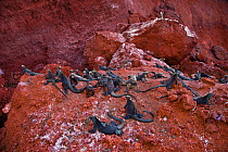 Marine iguanas (Amblyrhynchus cristatus) on a rock by the sea. Galapagos islands, Jan 2009
