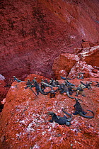 Marine iguanas (Amblyrhynchus cristatus) on a rock by the sea. Galapagos islands, Jan 2009