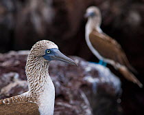 Blue-footed booby (Sula nebouxii). Galapagos Islands, Jan 2009
