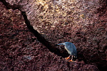 Galapagos / Lava heron (Butorides sundevalli) perched on a fissure in the rock. Galapagos Islands, Jan 2009