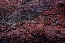 Lava gulls (Leucophaeus fuliginosus) perched on a rock face. Galapagos Islands, Jan 2009