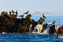 Lava gulls (Leucophaeus fuliginosus) perched on rocks in the sea. Galapagos Islands, Jan 2009