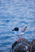 Swallow-tailed gull (Creagrus furcatus) on a rock by the sea. Galapagos Islands, Jan 2009