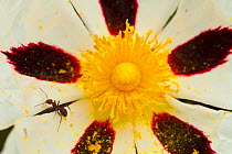 Close-up of Gum rockrose flower (Cistus ladanifer). Sierra de Andujar Natural Park, Jaen, Andalusia, Spain, April 2010