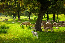 Sheep (Ovis aries) and lambs in a pasture. Sierra de Andujar Natural Park, Jaen, Andalusia, Spain, April 2010