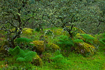 Lichen-covered trees and mossy rocks in Sierra de Andujar Natural Park, Jaen, Andalusia, Spain, March 2010