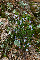 Rosemary (Rosmarinus officinalis) in flower. Sierra de Andujar Natural Park, Jaen, Andalusia, Spain, March 2010