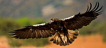 Spanish imperial eagle (Aquila adalberti) in flight. Sierra de Andujar Natural Park, Jaen, Andalusia, Spain, Captive