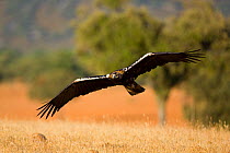 Spanish imperial eagle (Aquila adalberti) flying near the ground. Sierra de Andujar Natural Park, Jaen, Andalusia, Spain, Captive