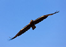 Spanish imperial eagle (Aquila adalberti) in flight. Sierra de Andujar Natural Park, Jaen, Andalusia, Spain, Captive