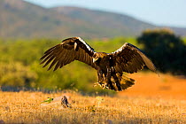 Spanish imperial eagle (Aquila adalberti) stooping to catch a lizard. Sierra de Andujar Natural Park, Jaen, Andalusia, Spain, Captive
