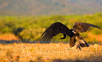 Spanish imperial eagle (Aquila adalberti) catching a lizard. Sierra de Andujar Natural Park, Jaen, Andalusia, Spain, Captive