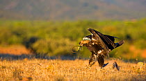 Spanish imperial eagle (Aquila adalberti) catching a lizard. Sierra de Andujar Natural Park, Jaen, Andalusia, Spain, Captive