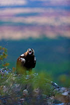 Spanish imperial eagle (Aquila adalberti) calling. Sierra de Andujar Natural Park, Jaen, Andalusia, Spain,  Captive