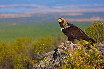 Spanish imperial eagle (Aquila adalberti) perching on a rock. Sierra de Andujar Natural Park, Jaen, Andalusia, Spain,  Captive