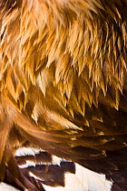 Close-up of the feathers of a Spanish imperial eagle (Aquila adalberti). Sierra de Andujar Natural Park, Jaen, Andalusia, Spain