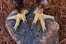 Close-up of the talons of a Spanish imperial eagle (Aquila adalberti). Sierra de Andujar Natural Park, Jaen, Andalusia, Spain,  Captive