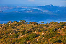 Mediterranean forests in Sierra de Andujar Natural Park, Jaen, Andalusia, Spain, Jan 2010